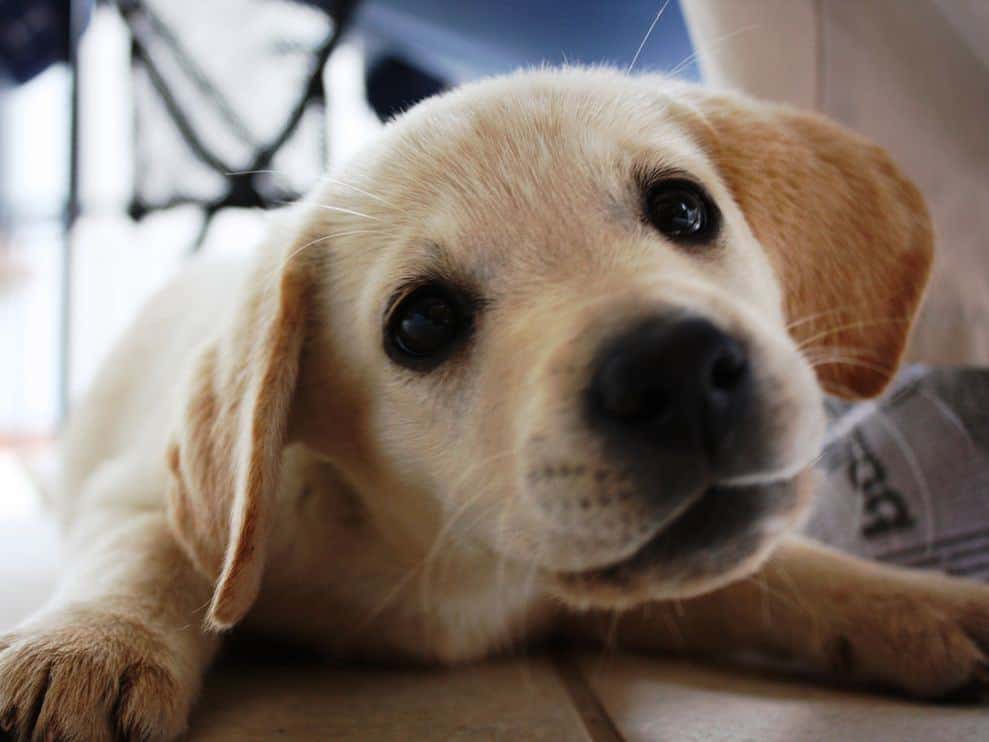 Mental Health Support Dog