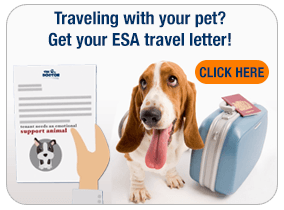 emotional support animal letter template the online dogtor