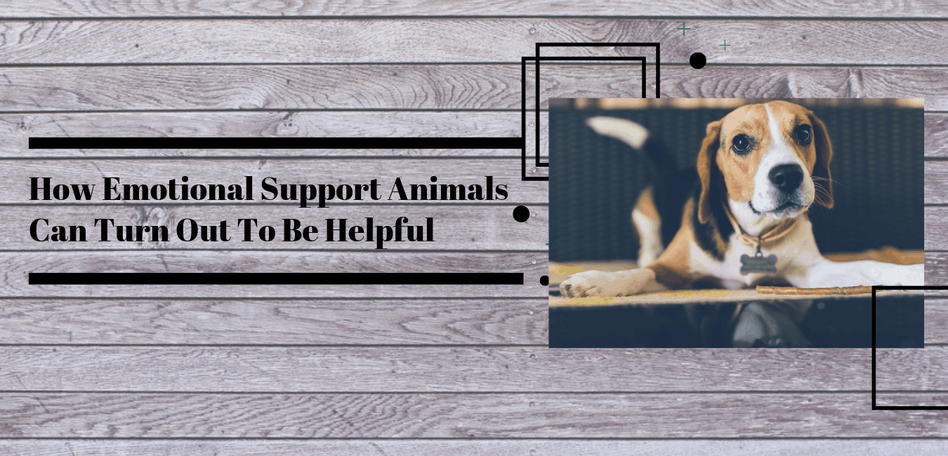 How Emotional Support Animals Can Turn Out To Be Helpful